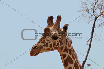 baringo giraffe