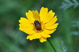 beetle on yellow flower