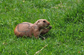 prairie dog rodent eating grass