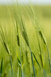 Organic Green spring grains with shallow focus