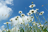 daisy flower field 