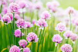 Chive herb flowers on beautiful bokeh background