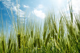 spring grain with blue sky and sunligt