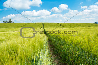 Organic Green spring grains field