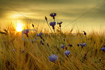 summer sunset over grass field with shallow focus