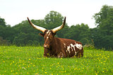 Long horned Ankole cow