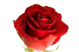 fresh scarlet rose i