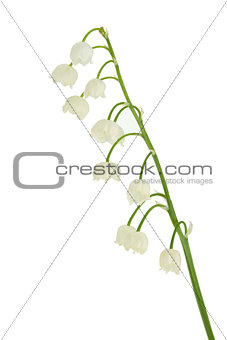 Lily of the valley in flowerpot