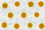Chamomile flower background