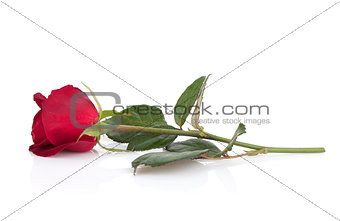 Laying red rose