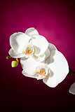 White orchid on pink background