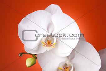 White orchid on red background