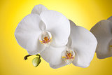 White orchid on yellow background