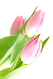 Beautiful pink tulip flowers