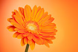Orange gerbera flower