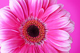 Pink flower on background