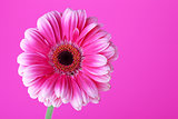 Pink flower on background