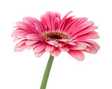 Pink gerbera flower on stem