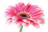 Pink gerbera flower on stem