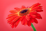 Red flower on red background