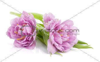 Lying pink tulips