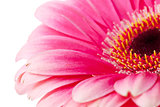 Pink flower closeup