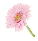 Pink gerbera flower