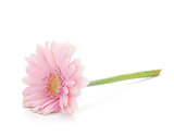 Lying pink gerbera flower