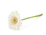 Lying white gerbera flower