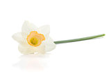 Lying white daffodil