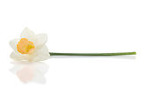 Lying white daffodil
