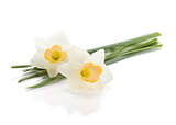Lying white daffodils