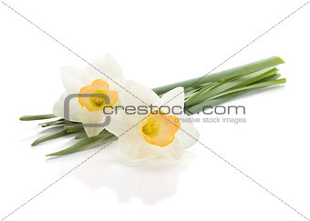 Lying white daffodils