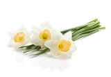 Three lying daffodils