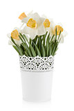 Bouquet of white daffodils in flowerpot