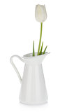 White tulip in a jug