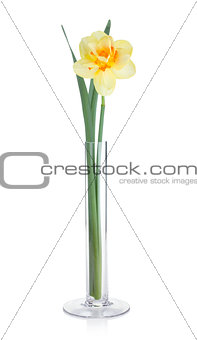 Yellow daffodil in vase