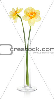 Yellow daffodils in vase