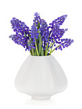 Blue hyacinth flowers in a vase