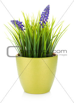 Decorative flower in flowerpot