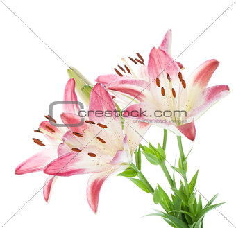 Four pink lily
