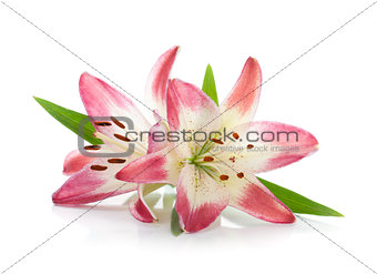 Two pink lily