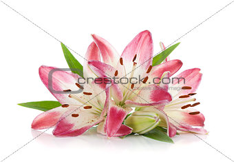 Three pink lily