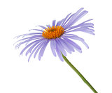 Blue chamomile flower