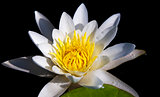 The water yellow-white lily