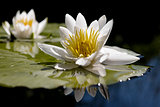 The water lily