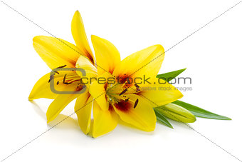 Two yellow lily