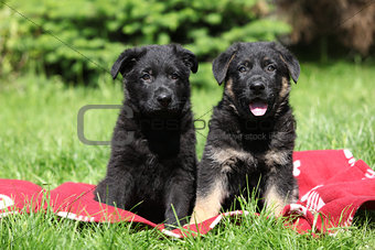 Two german shepherd puppies sitting side by side