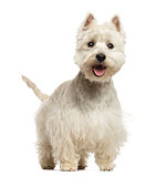 West Highland White Terrier panting, looking happy, 18 months ol