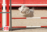 maltese dog  in agility